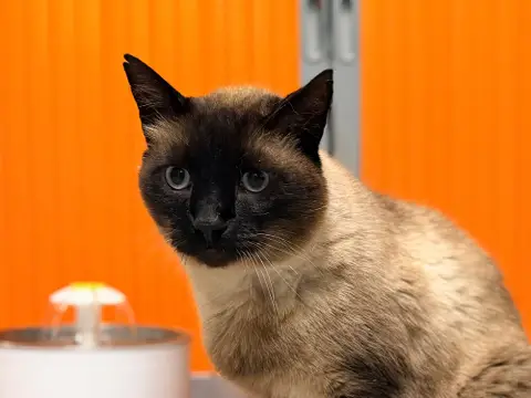HERMES FIV+ photo 2