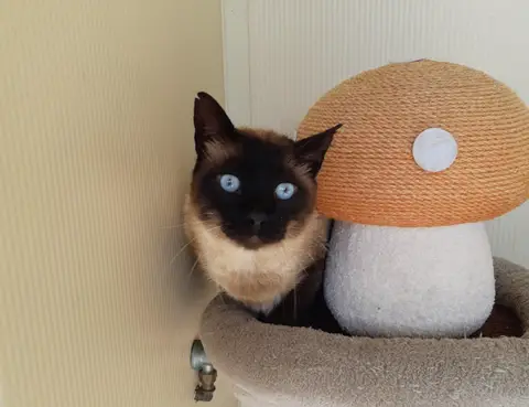 HERMES FIV+ photo 3