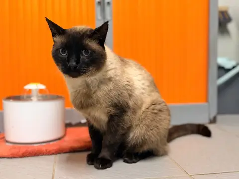 HERMES FIV+ photo 4