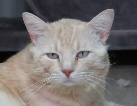 CARAMEL