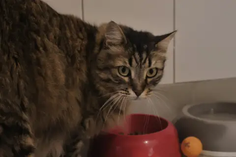 Pistache photo 2