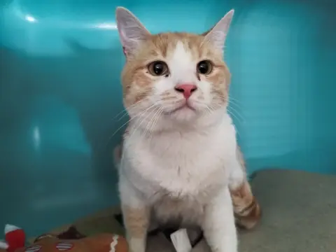 BENJI