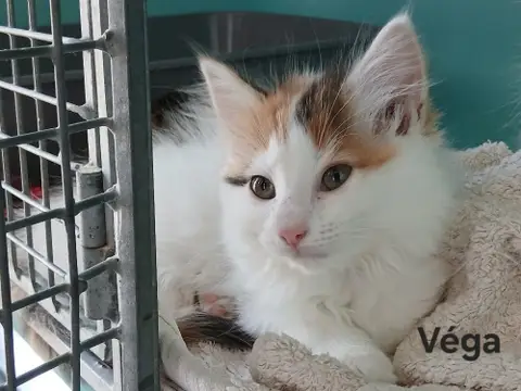 Vega