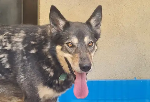 Toundra