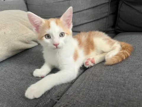 Sheldon