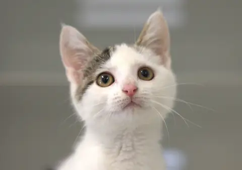 Pépette