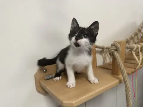 BRUCE