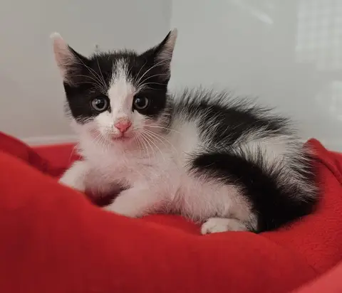 BERNARD