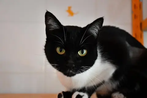 Tempète