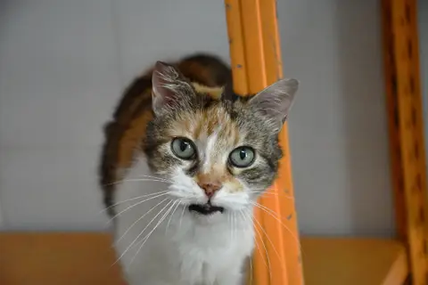 Mika