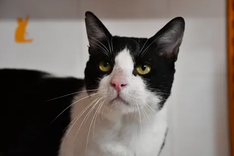 Nermal