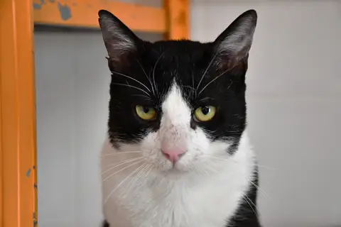 Nermal photo 2