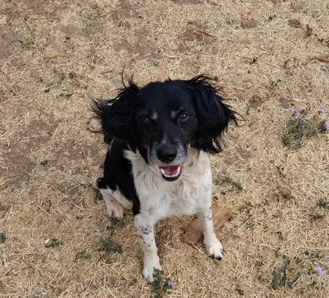 Oscar