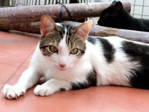 BILBAO A17479