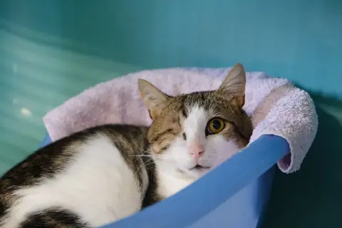 OSWALD