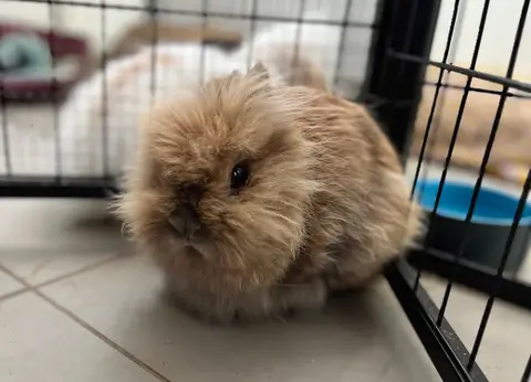 COOKIE