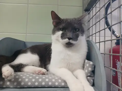SIMON