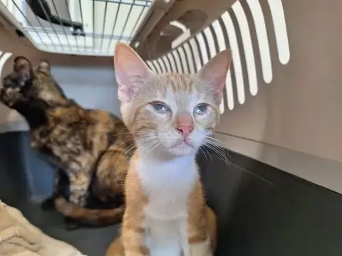 MINOU