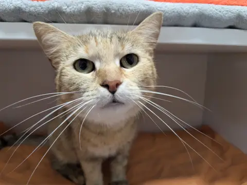 POUPOU