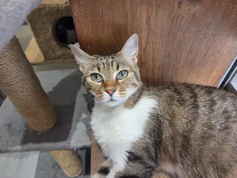 TAGADA