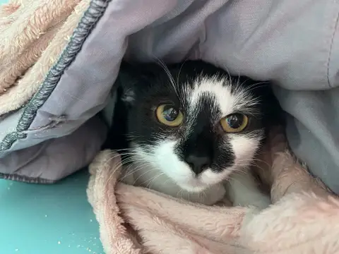 DINA