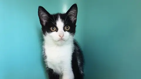DORA C