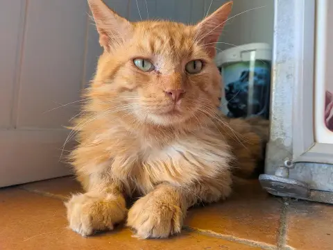 SIMBA