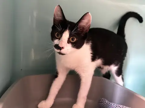 Moustache