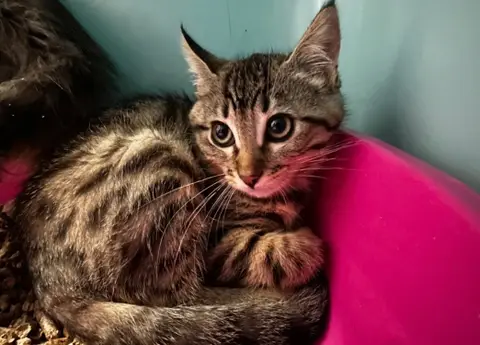 Désirée [Chaton]