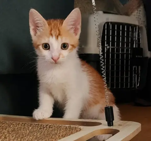 TALA