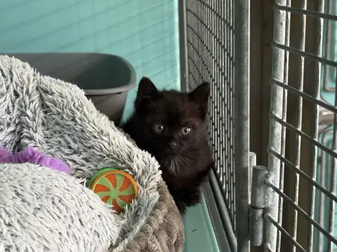 Archie