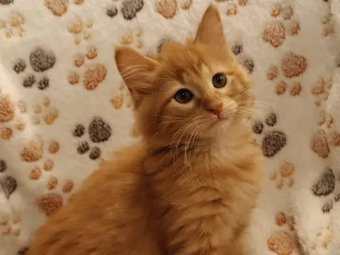 BALTHAZAR (réservé)