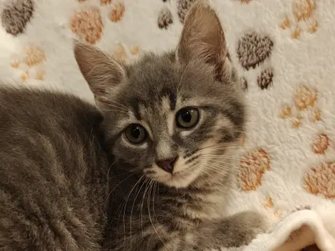 Babimanta
