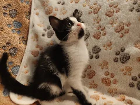 BABOUCHKA