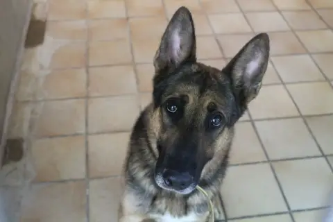 tiger