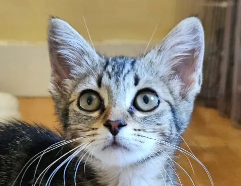 SOK