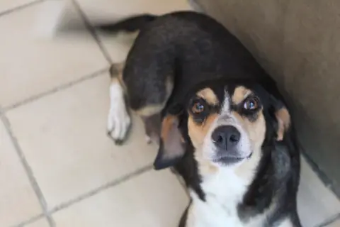 belle