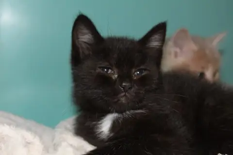 brownie
