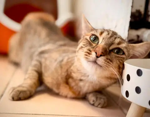 ROSIE