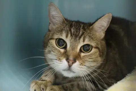 méonce