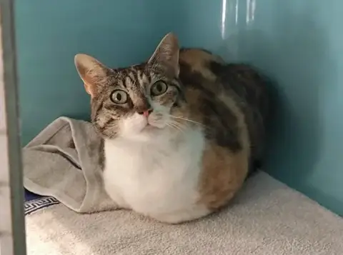 Chatte tricolore