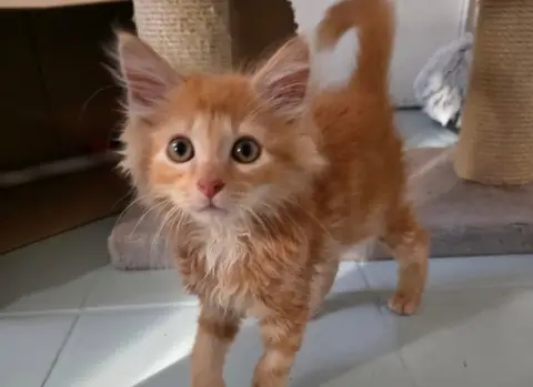 Baizhu (EN COURS D'ADOPTION)