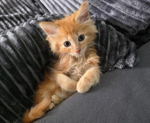 Baizhu (EN COURS D'ADOPTION) photo 2