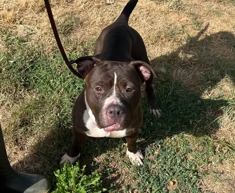 bella