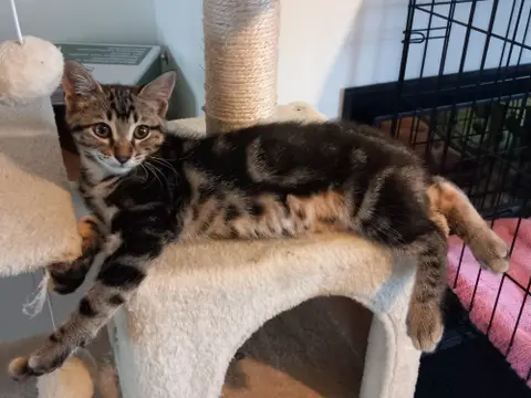 Simba