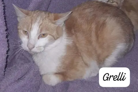 GRELLI photo 2