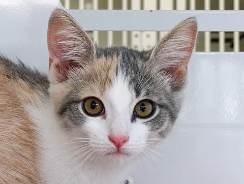 MIA