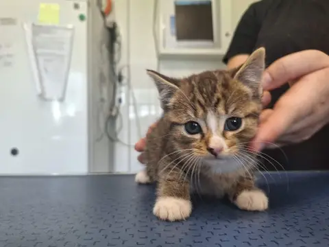 NEKO