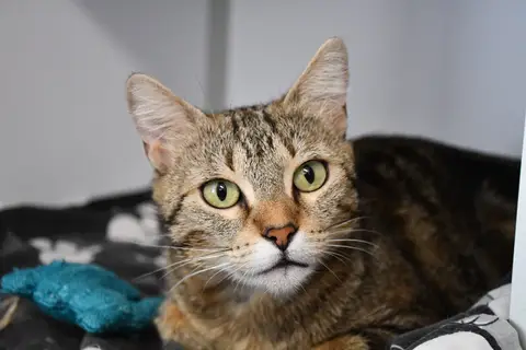 CALYPSO