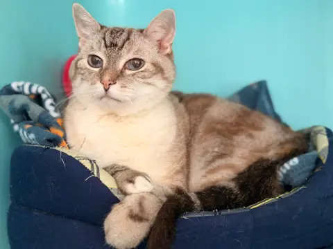 MIAOUCHA photo 3
